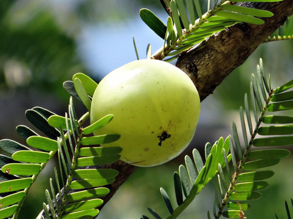 Amla is Winter Superfood in India - BuzzNerve
