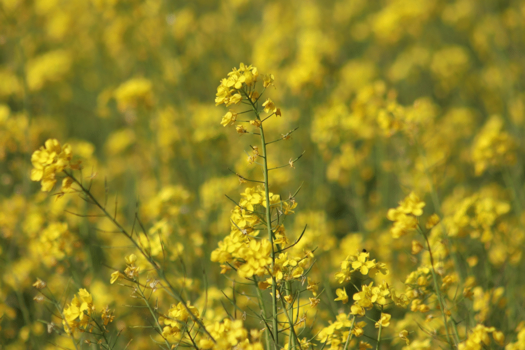 Sarson (mustard greens) - Winter Superfood in India - BuzzNerve